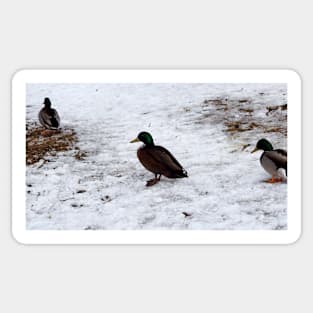 Winter Duck With a Brown Chest Sticker